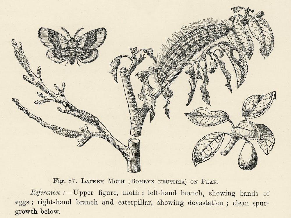 Vintage Illustration Of Lackey Moth, John Wright