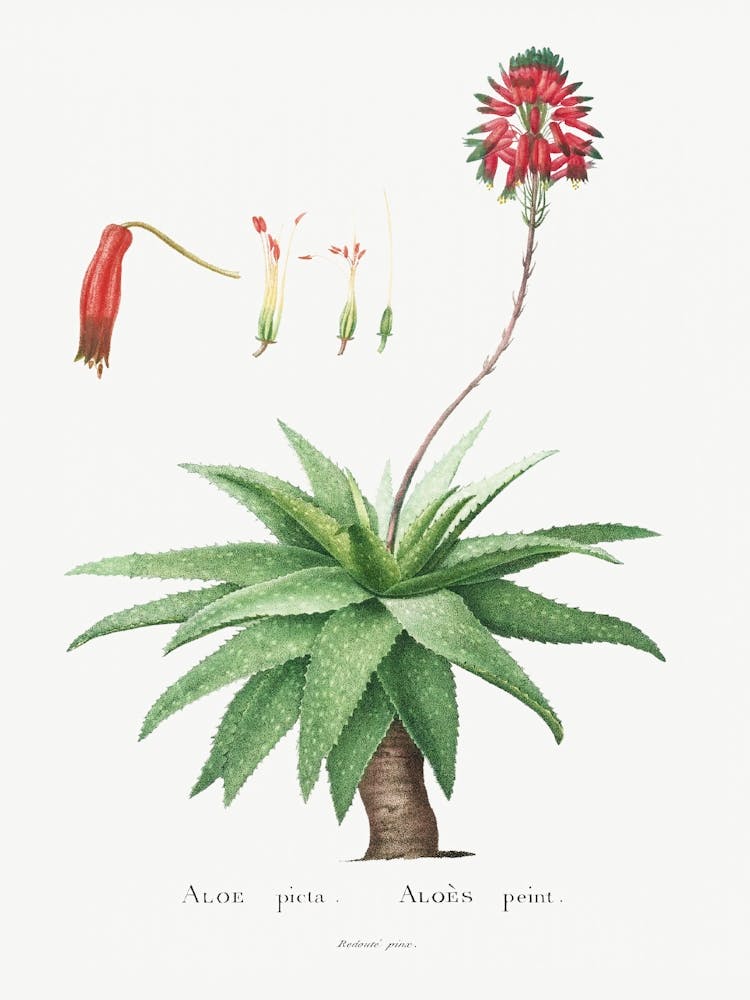 Aloe Picta, Pierre Joseph Redoute