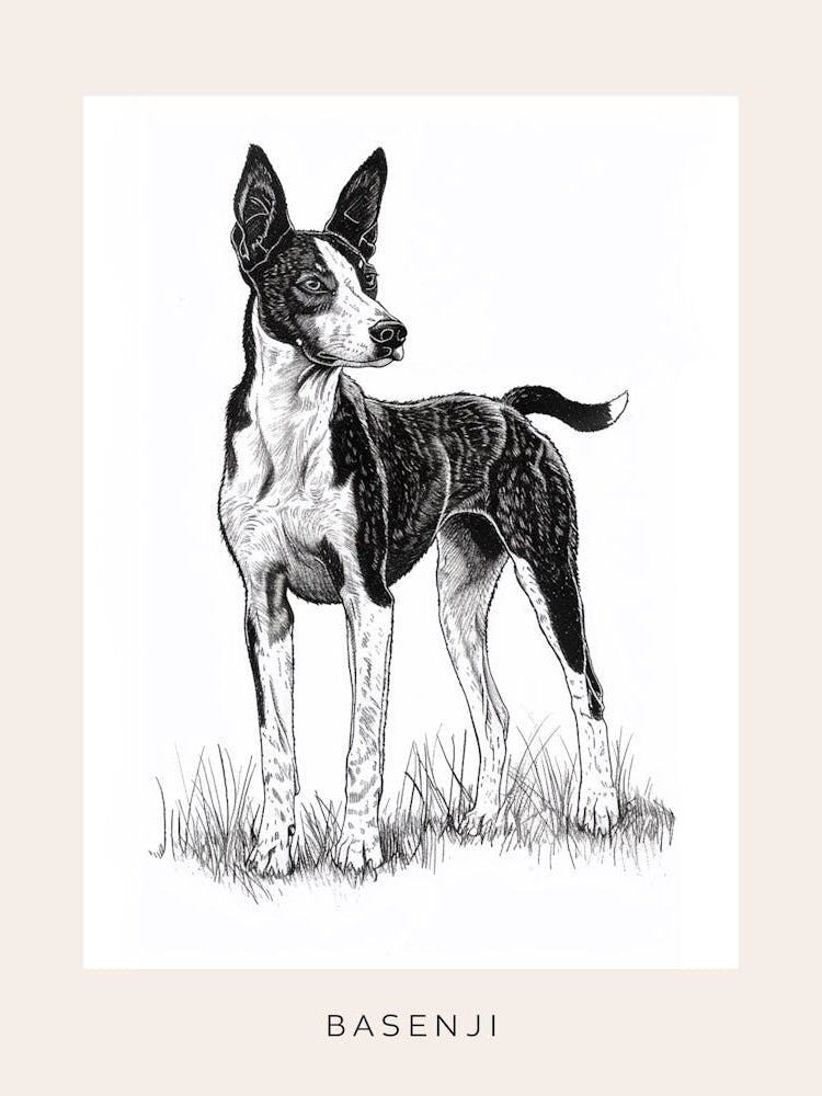 Basenji Dog Line Sketch 4 Poster