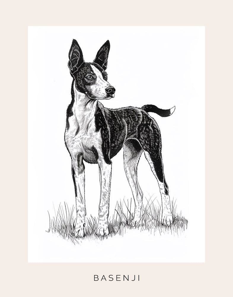 Basenji Dog Line Sketch 4 Poster