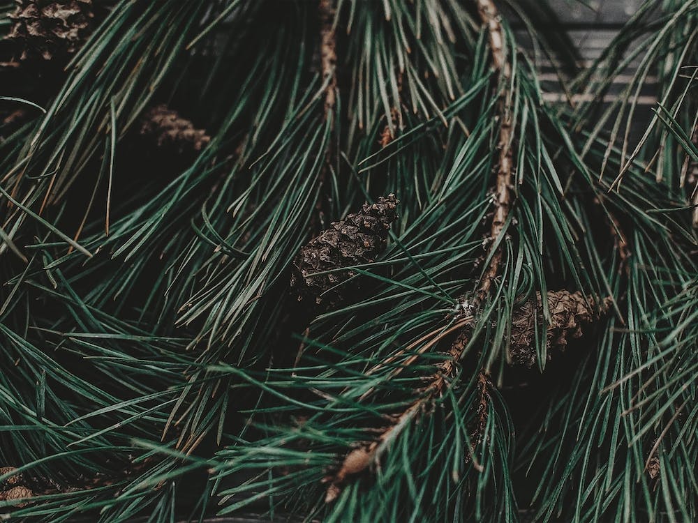 Pine Branches