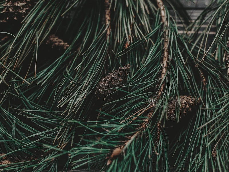 Pine Branches