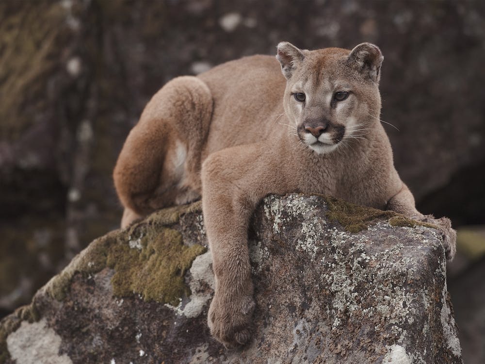 Mountain Lion Perched On Rock