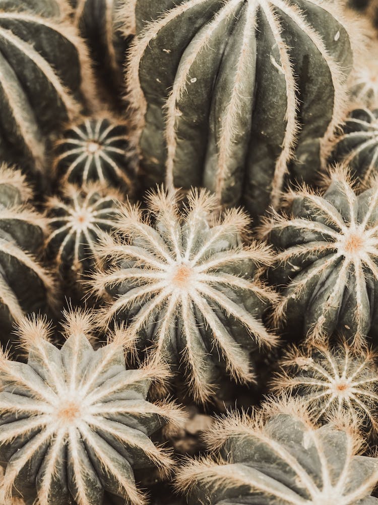Hairy Cactus