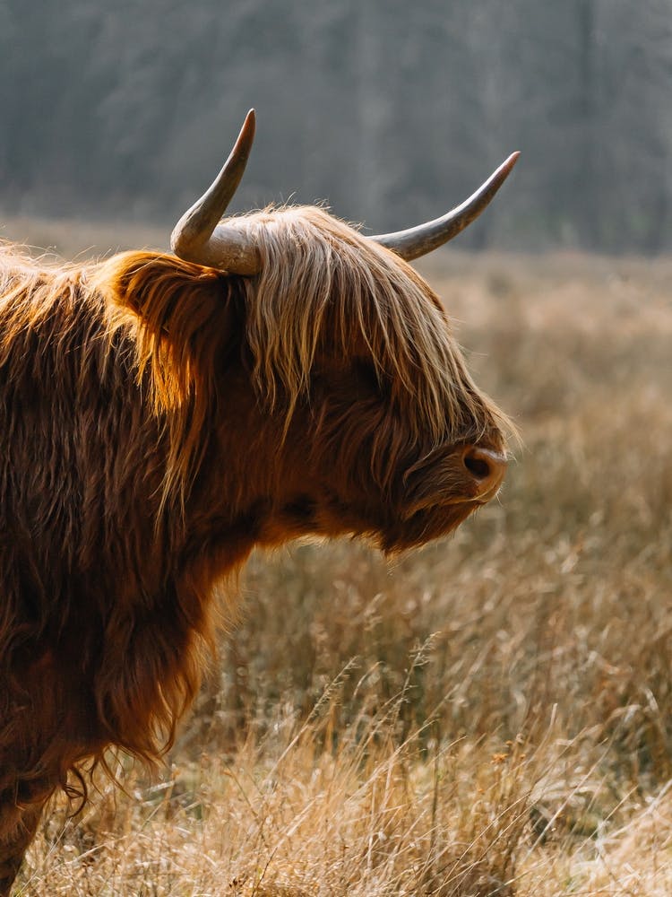 Highland Cow in the field | colorful travel photography 1