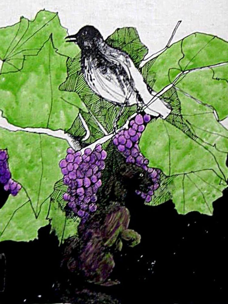 Bird On Grapes