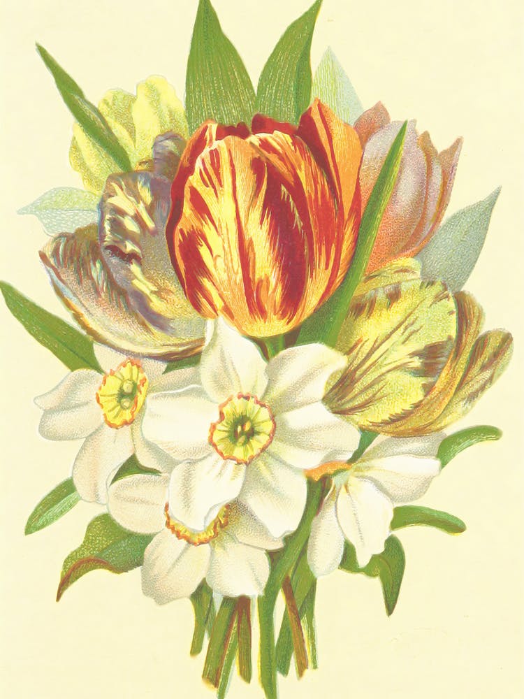 Tulips And Daffodils