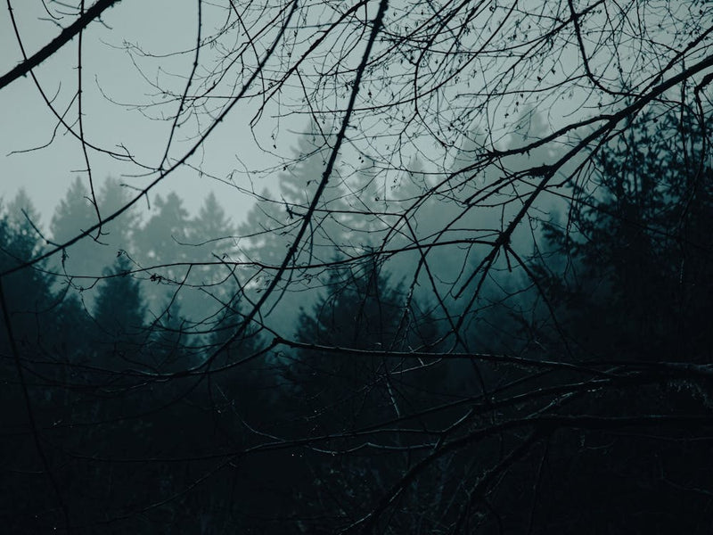 Moody Blue Woods