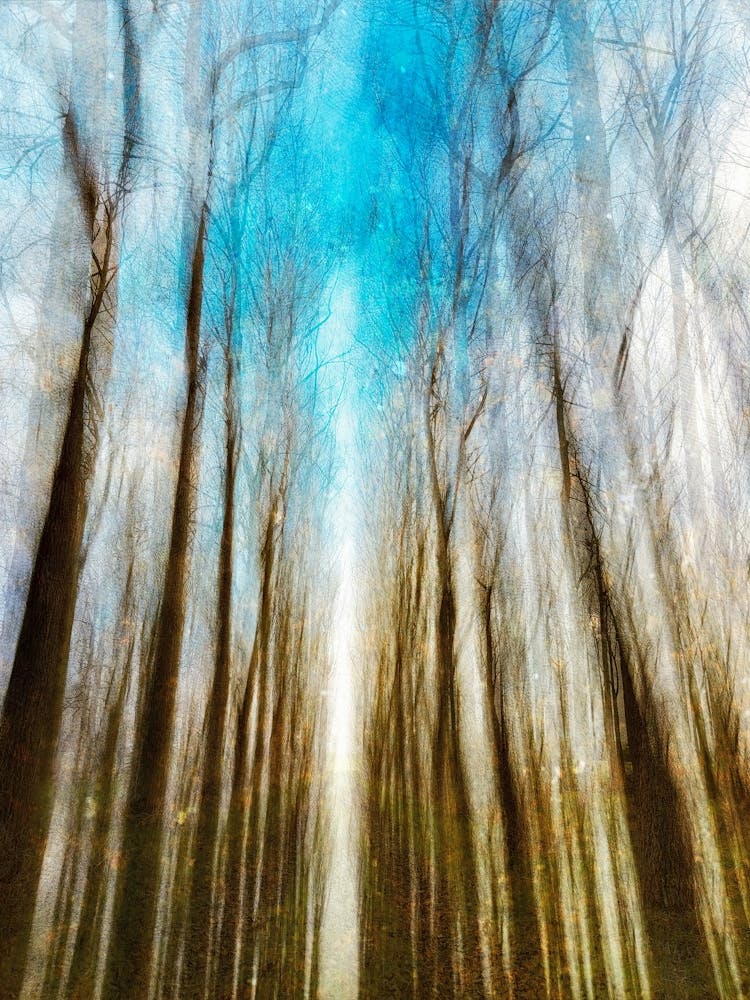 Falling Snow In Woodlands