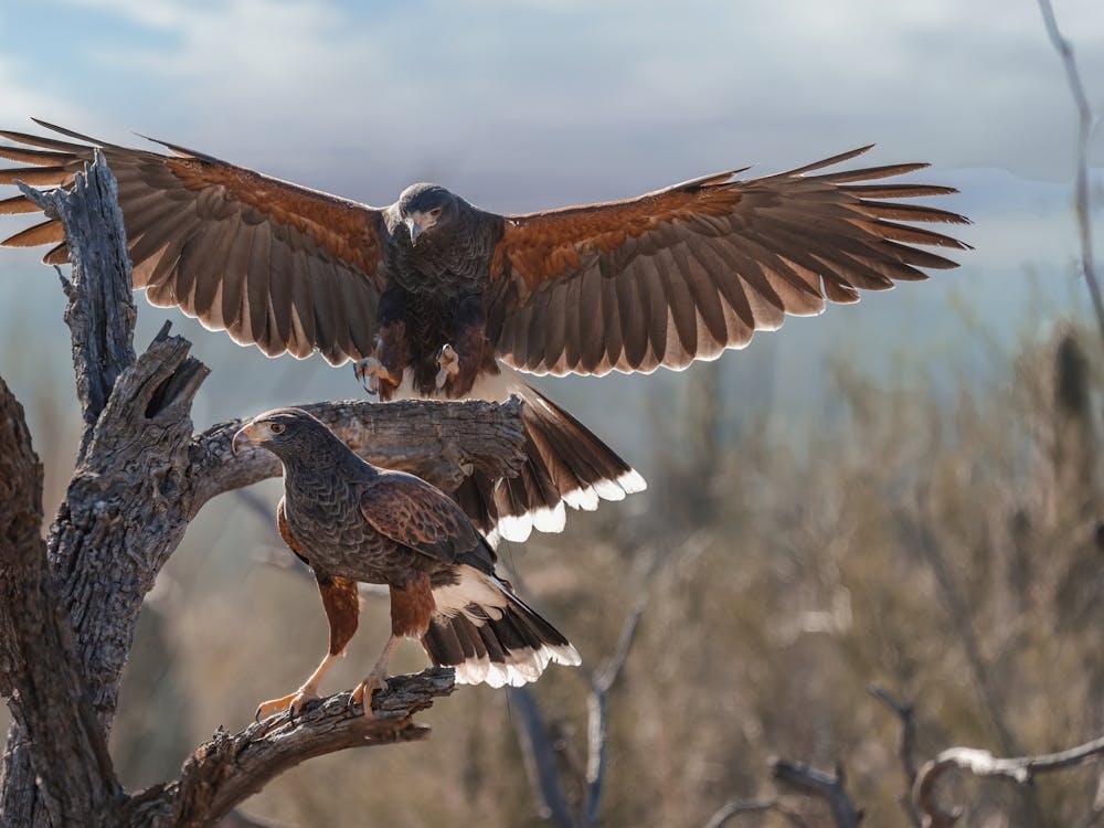 Desert Eagles