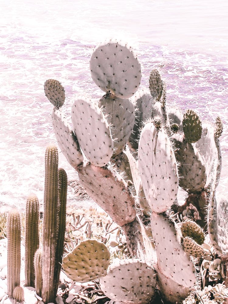 Cactus 3