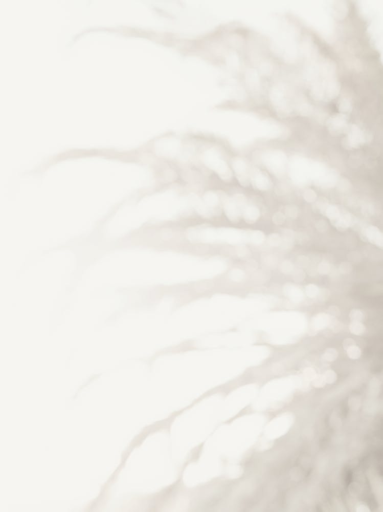 Shadow of Palmtrees_2251392