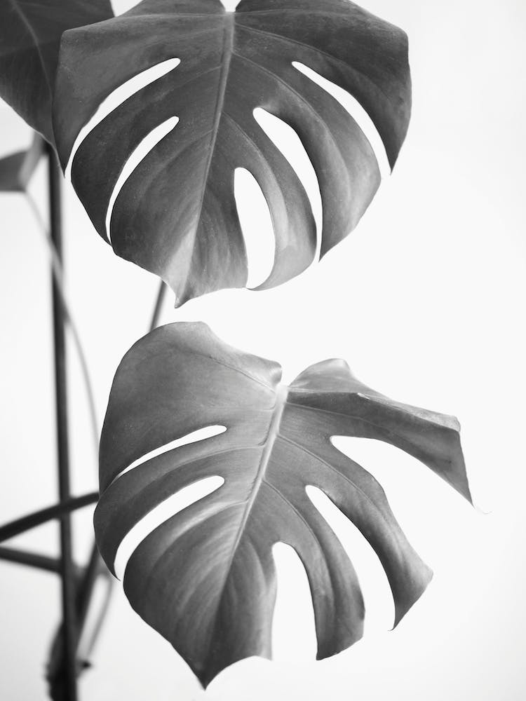 Bw Monstera