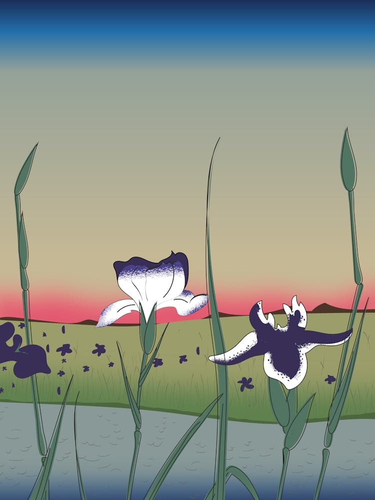 Iris At Sunset Japanese style