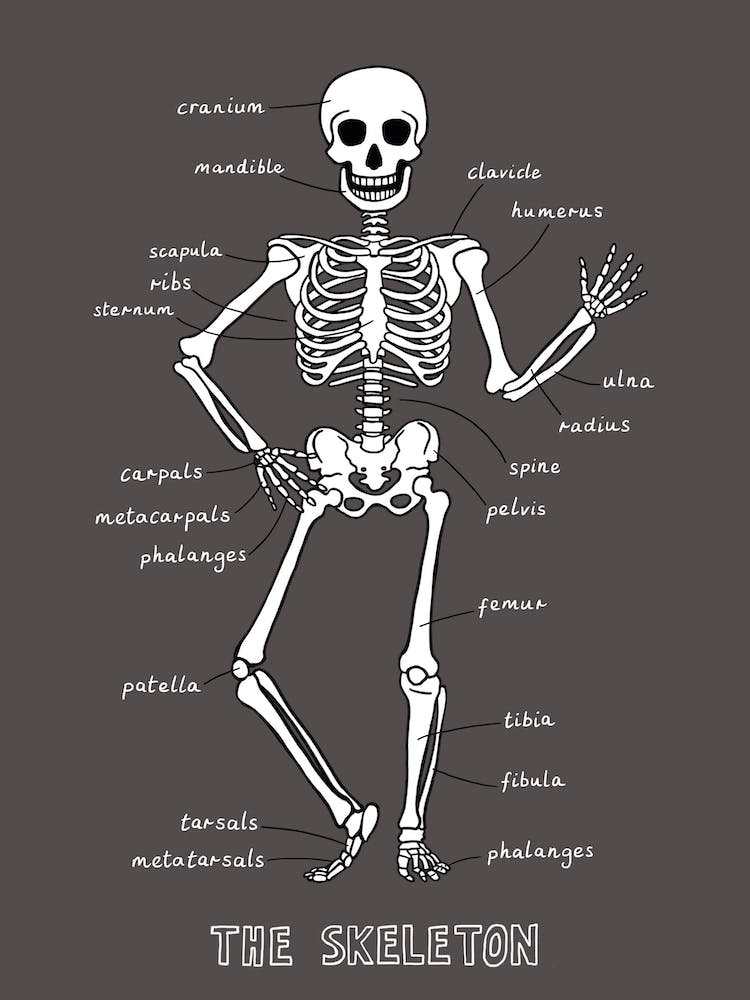 The Skeleton In Black