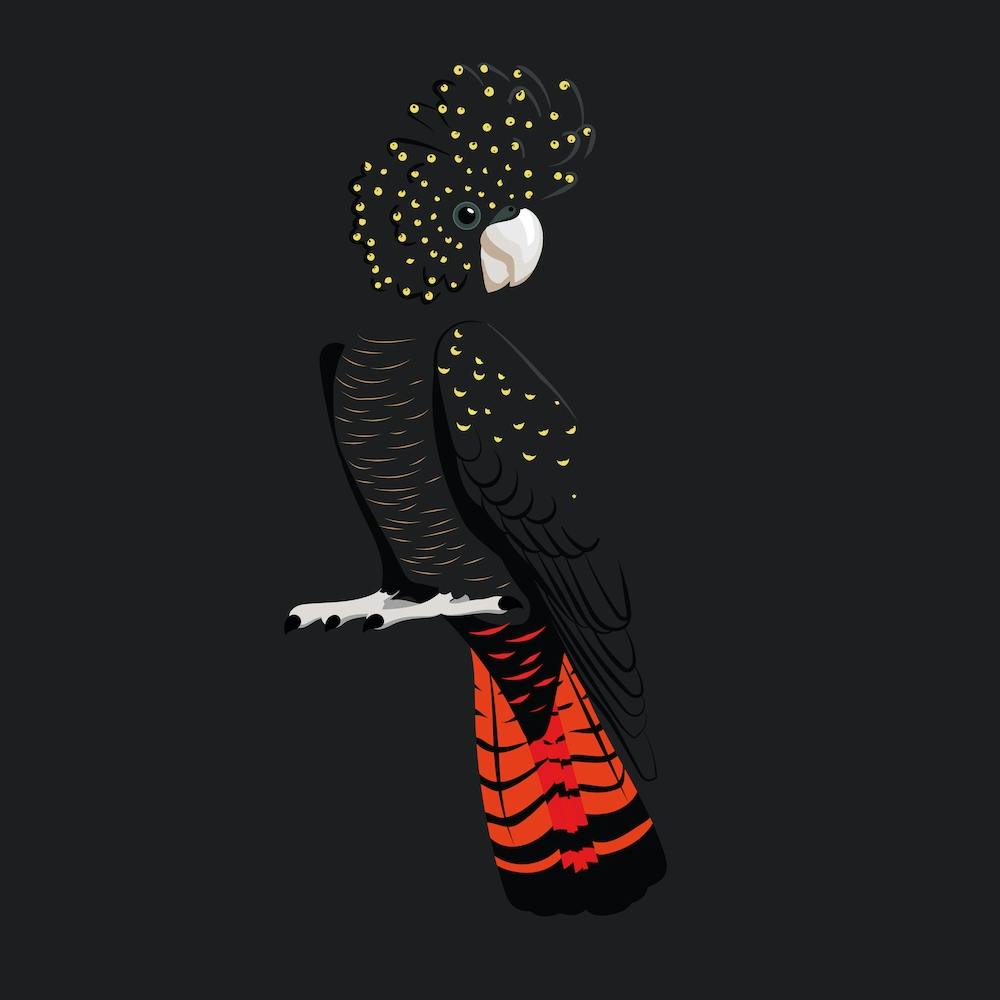 Red Tailed And Black Cockatoo