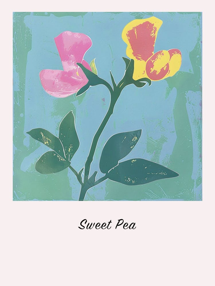 Pois de Senteur 2 - Affiche d'Illustration Florale Carrée