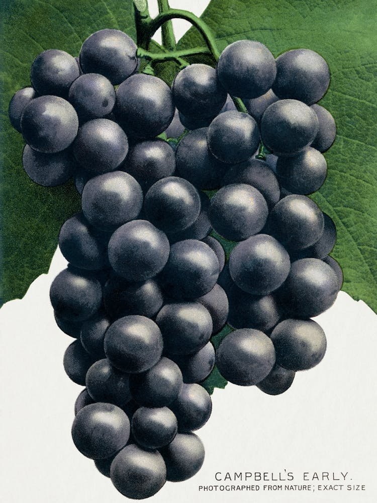 Campbell's Early Grape Lithograph Vintage Botanical Arty Print _2697926