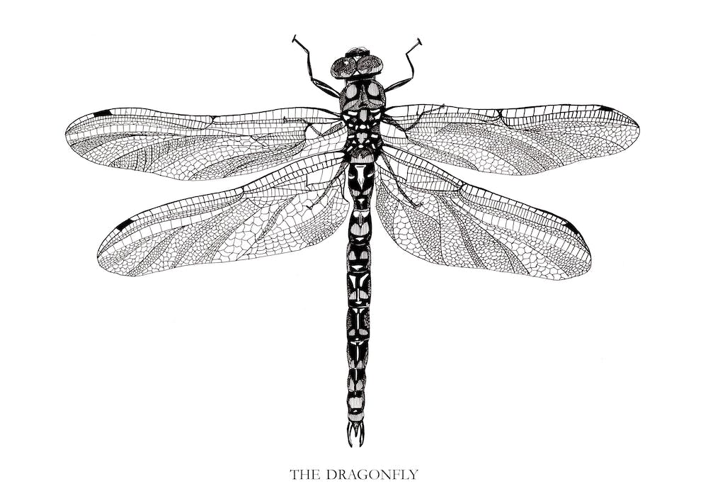 The Dragonfly