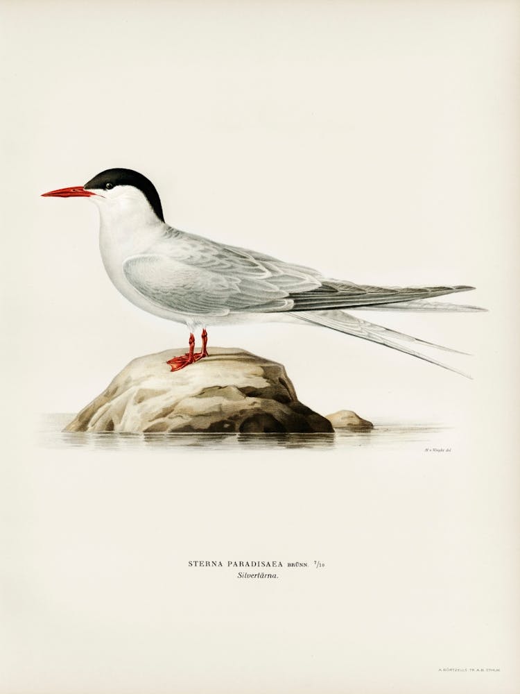 Arctic Tern (Sterna Paradisaea), The Von Wright Brothers
