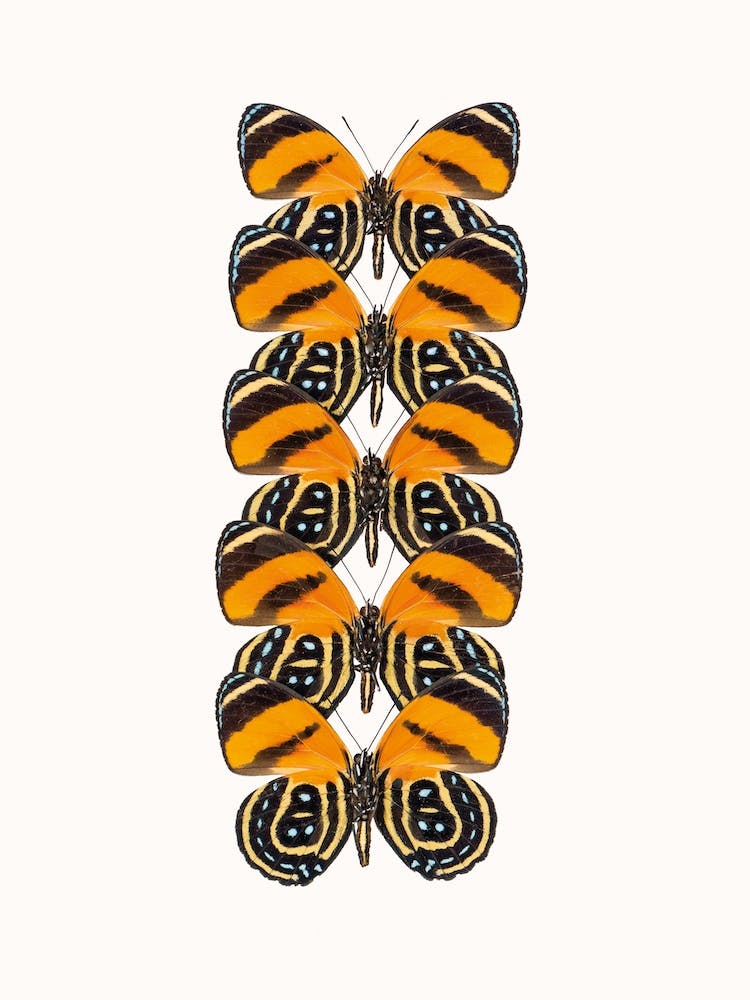 Butterflies VII