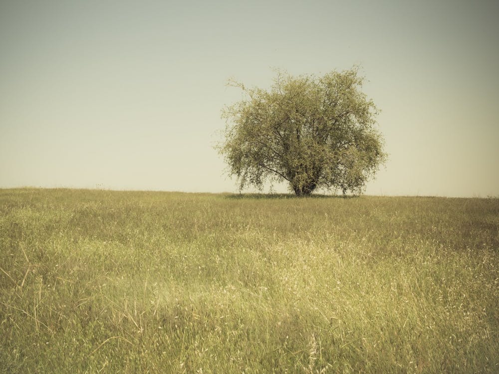 Single Tree In An Open Grassy Field Meadow
