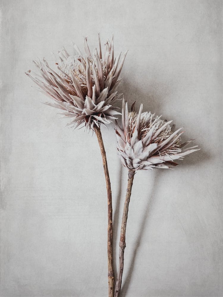 Dried Proteas Duo