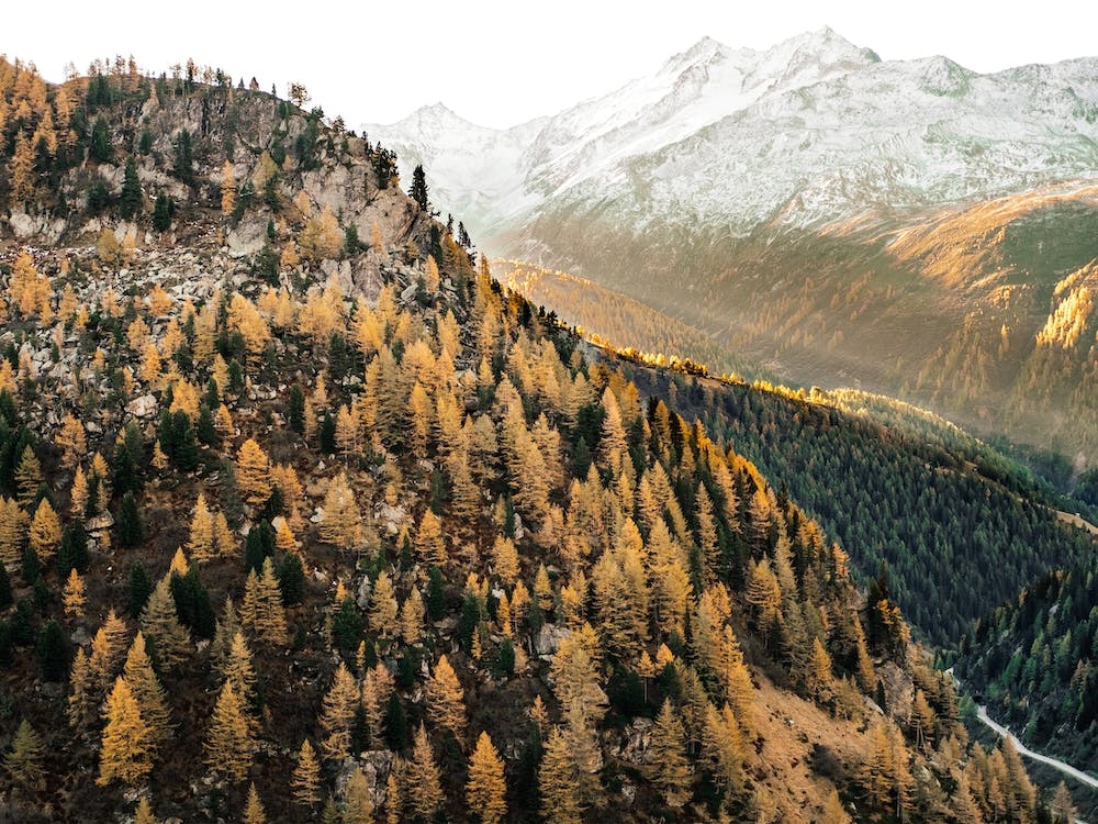 Colorado Autumn Forest