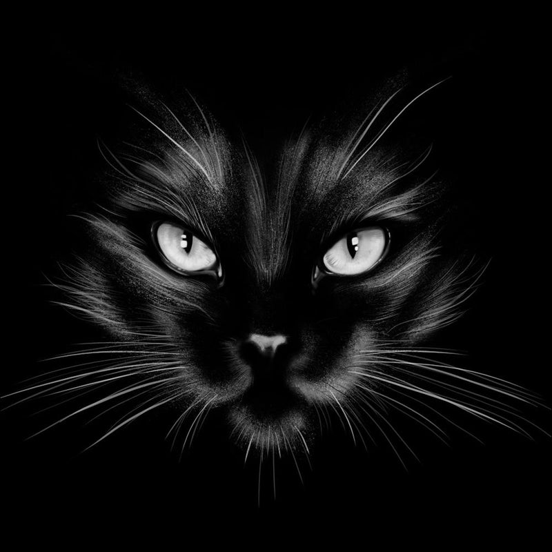 Black Cat 1
