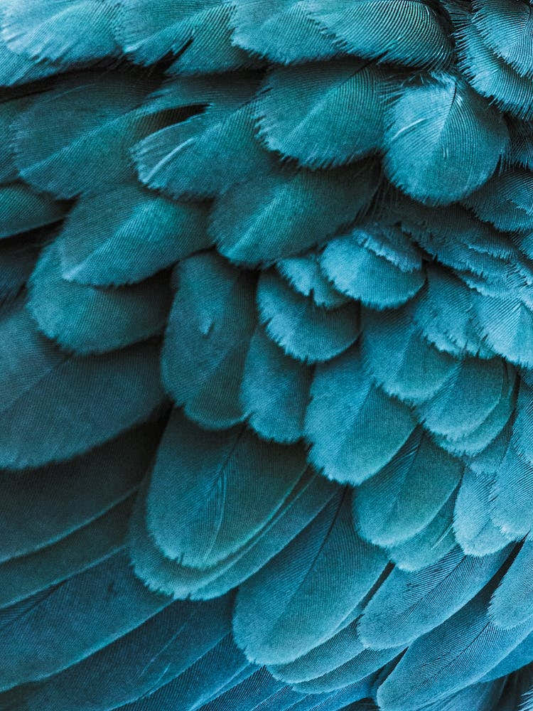 Blue Macaw Feathers