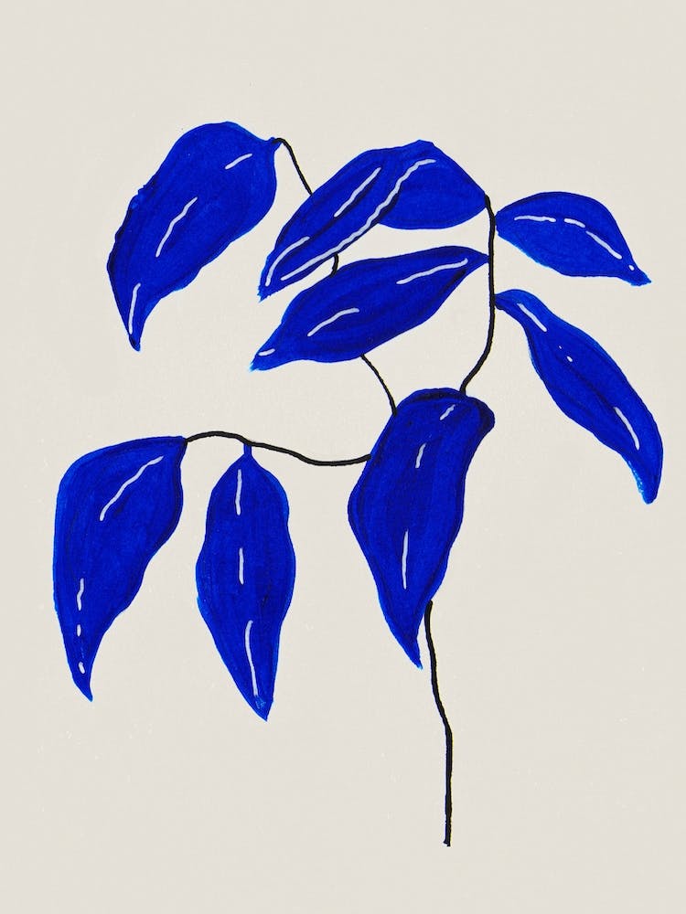 Ficus Blue