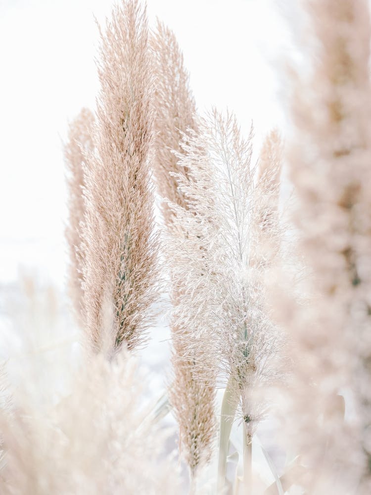 Pampas Reed Madeira 1