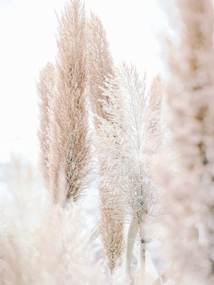 Pampas Reed Madeira 1
