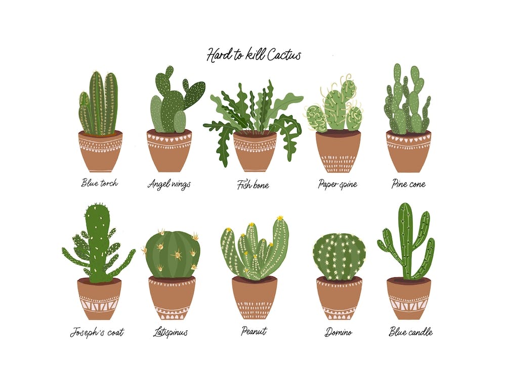 Terracotta Potted Cactus