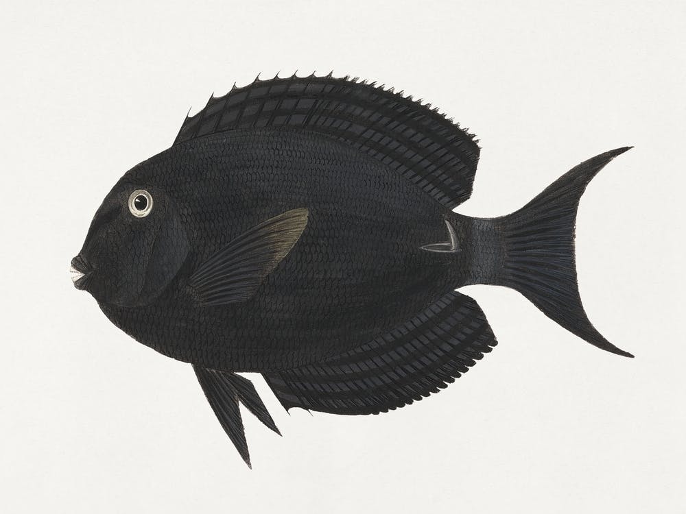 Unidentified Fish (1737–1770), Luigi Balugan