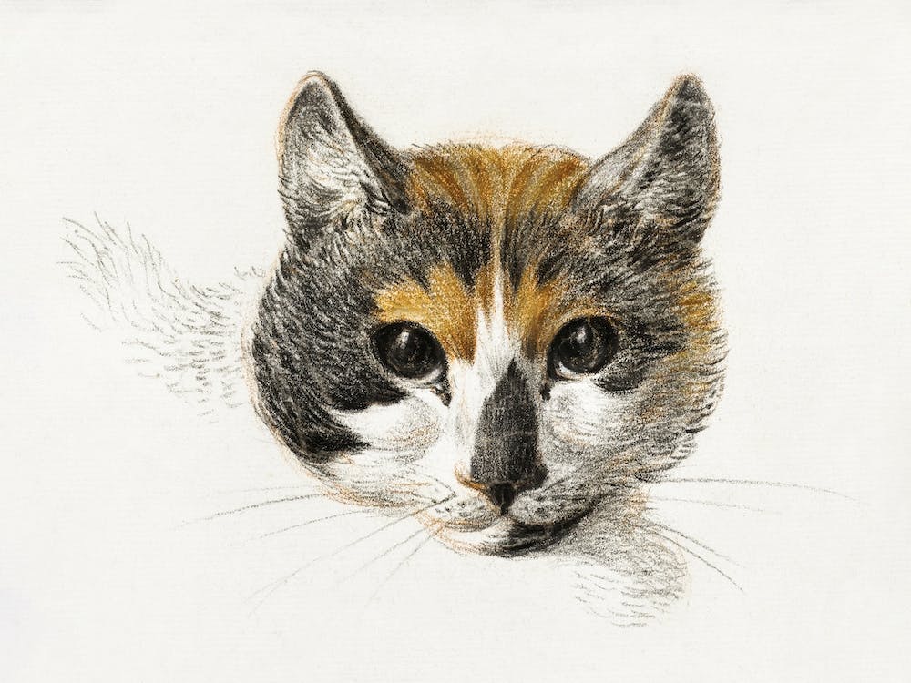 Head Of A Calico Cat With Open Eyes, Jean Bernard