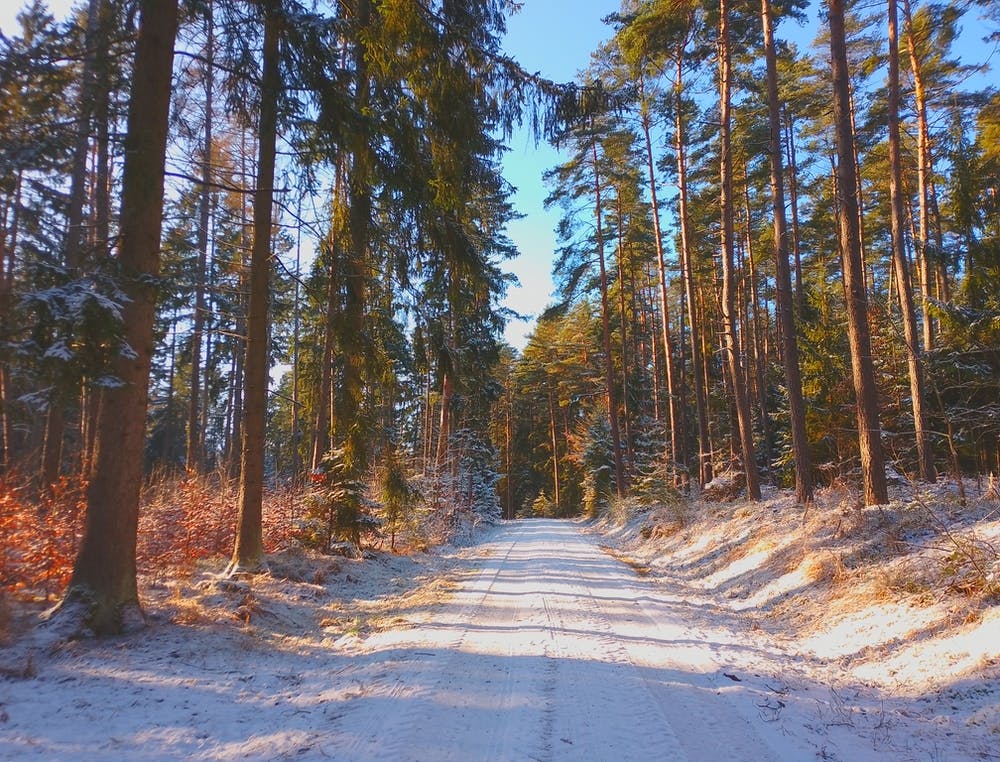 Winter Road In The Forest