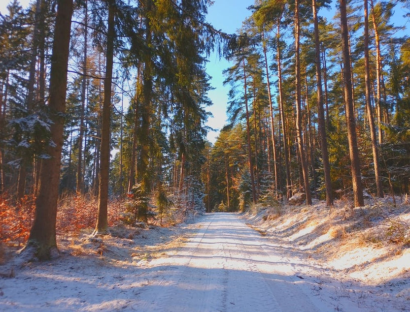 Winter Road In The Forest