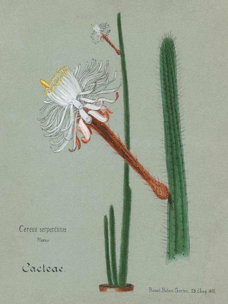 Snake Cactus, Familie Der Cacteen 2