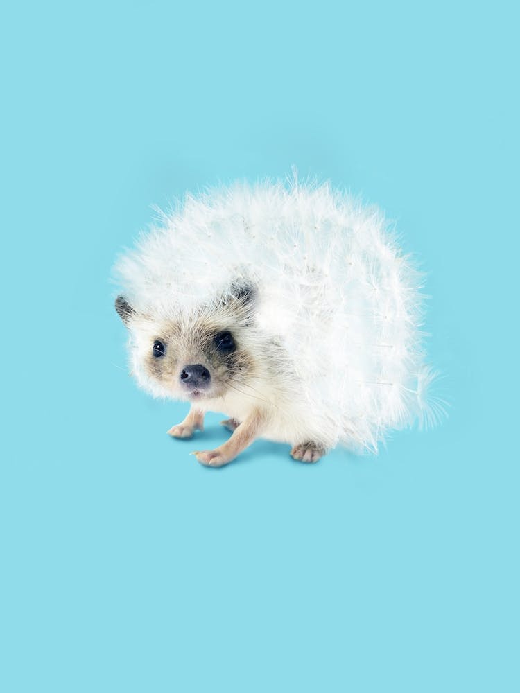 Prickly Like Dandelion