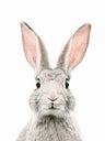 Pet Photography Art Prints