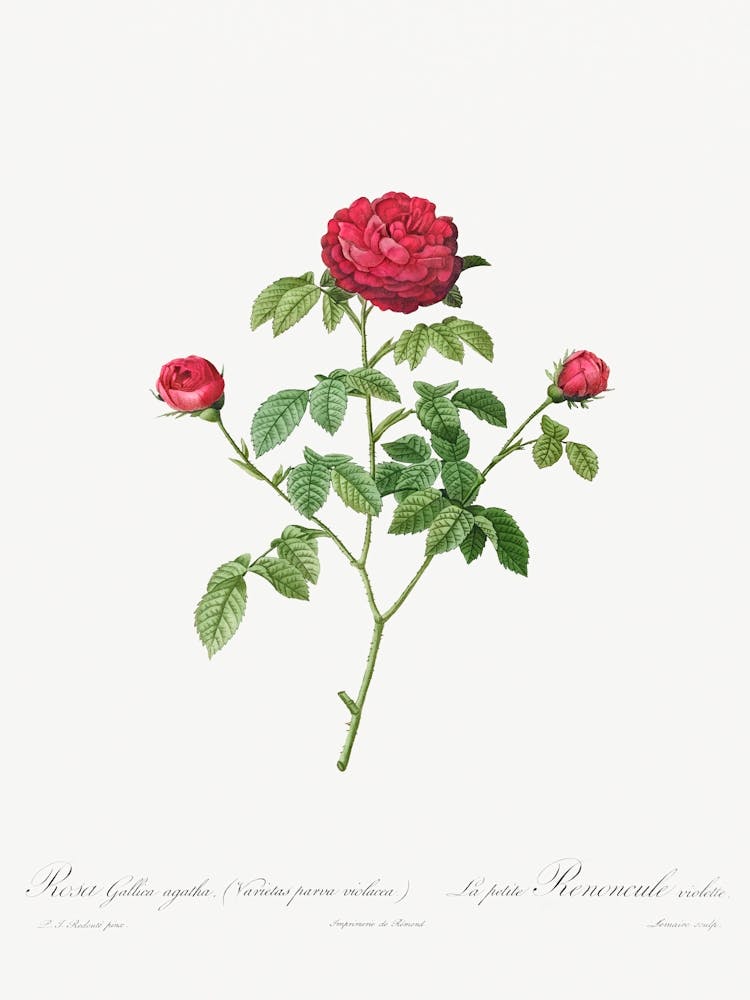 Provence Or French Rose (1817–1824), Pierre Joseph Redoute