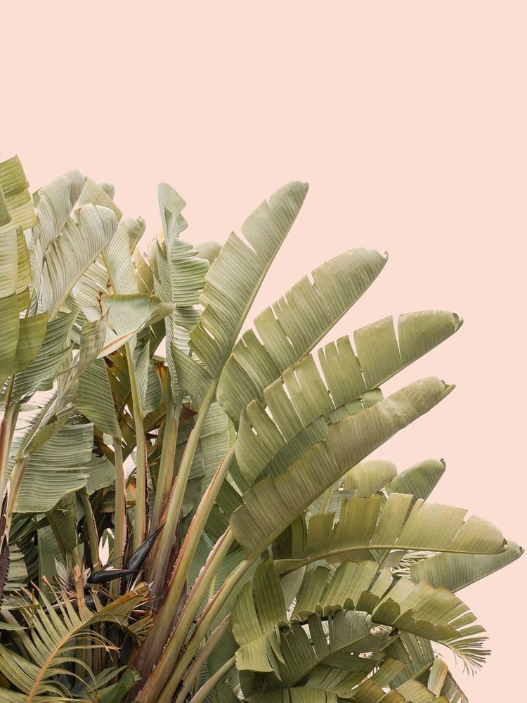 Tropical Leaves On Pastel