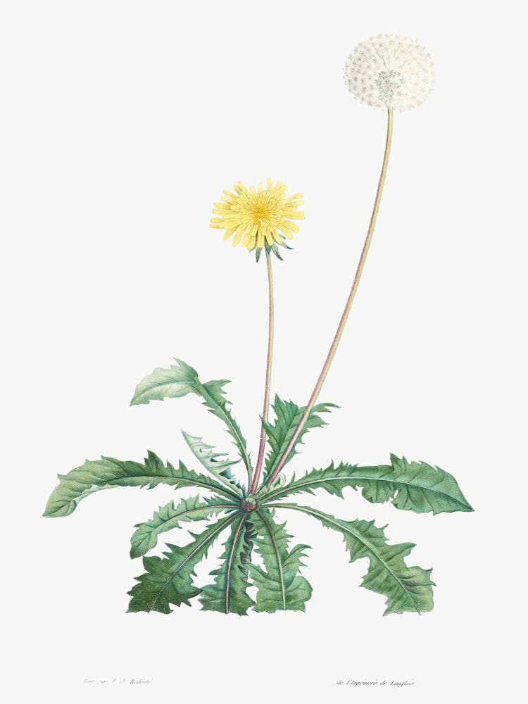 Dandelion from La Botanique de J. J. Rousseau, Pierre Joseph Redoute