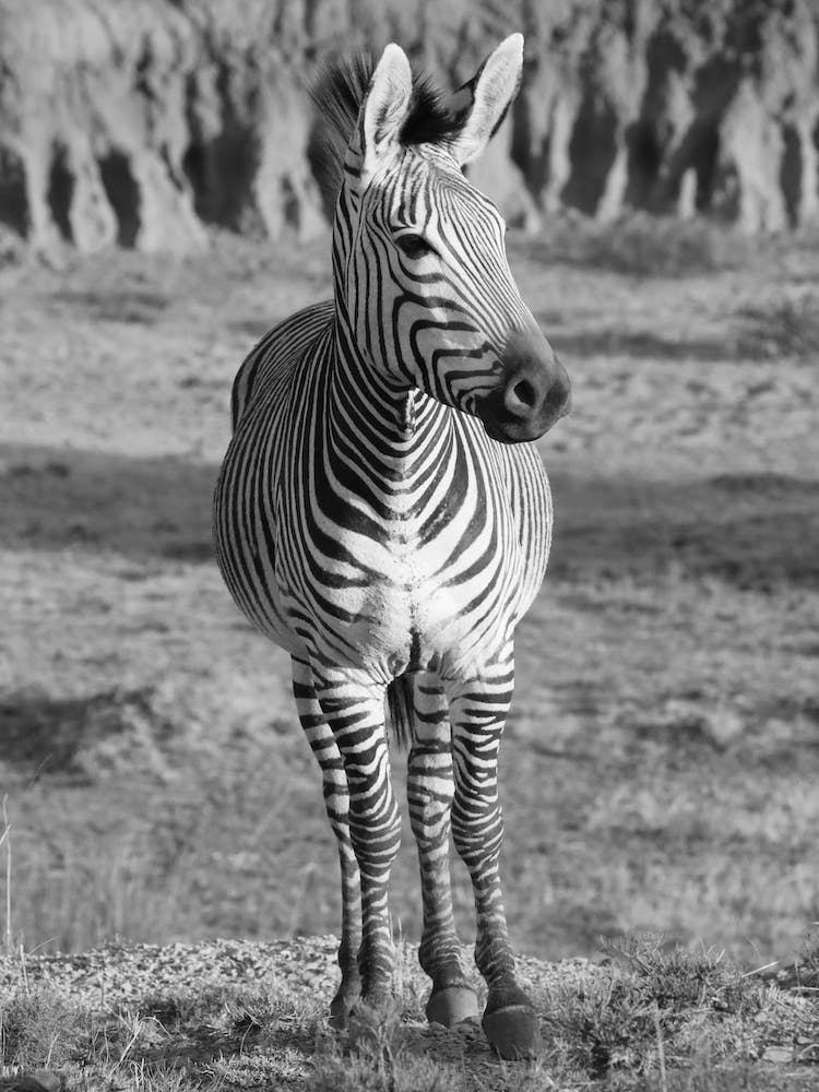 Mountain Zebra Portrait
