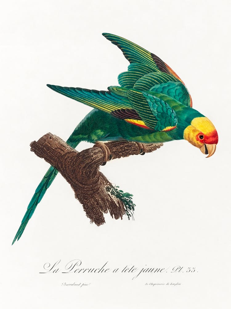 The Yellow Crowned Parakeet From Natural History Of Parrots, Francois Levaillant 1