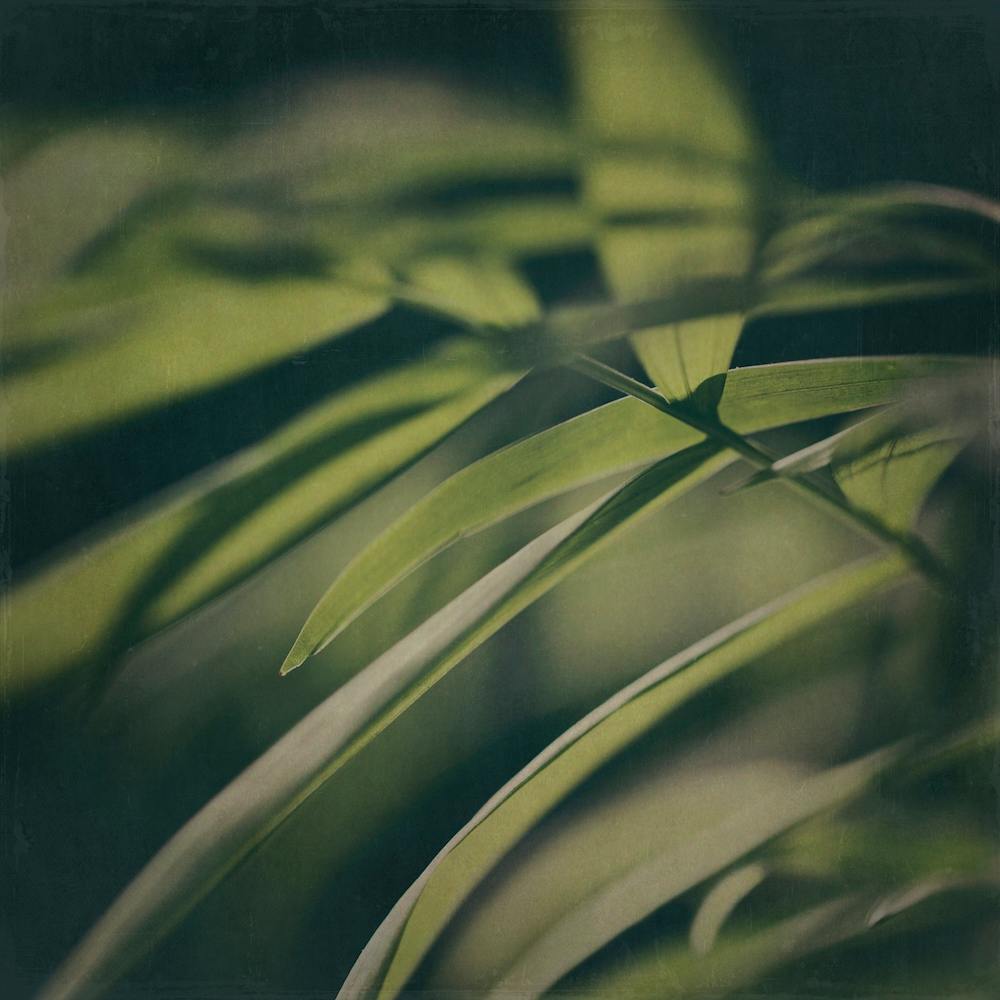 Dark Foliage 5
