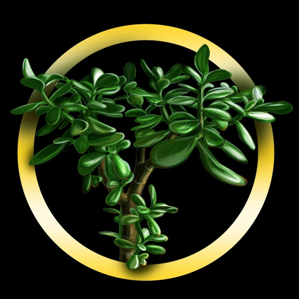 Crassula on a black background.