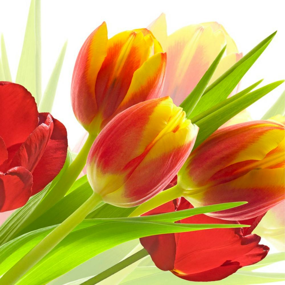 Tulips