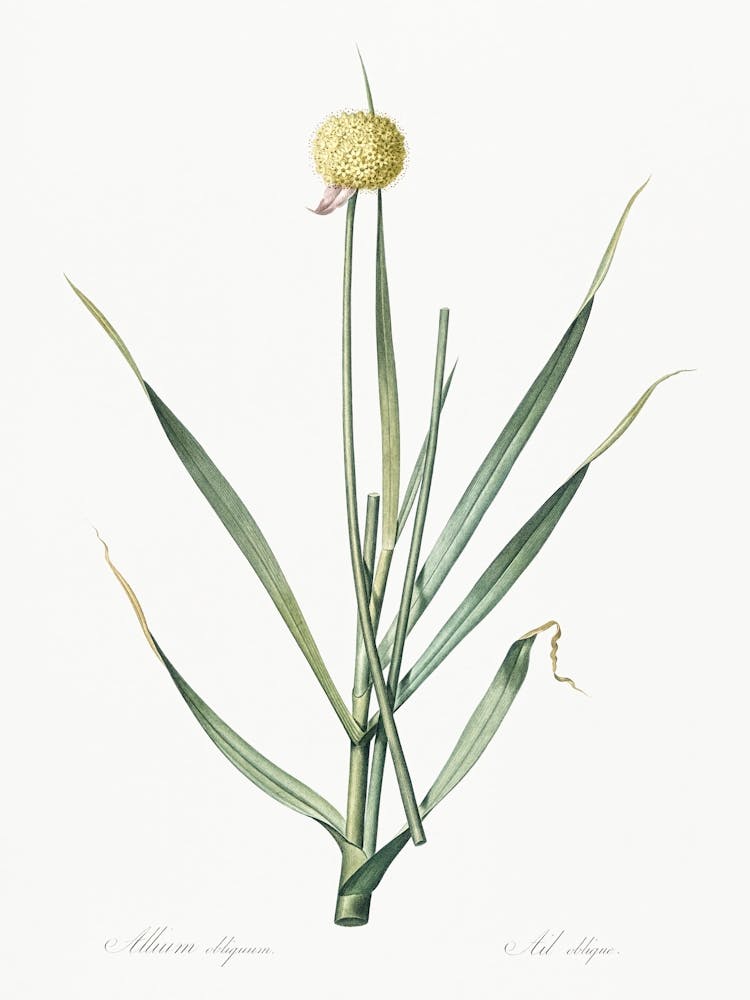 Lopsided Onion Illustration From Les Liliacées (1805), Pierre Joseph Redoute